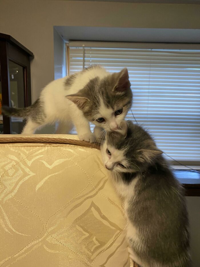 Recently Adopted These Two Cuties. One Female One Male. Any Name Suggestions?