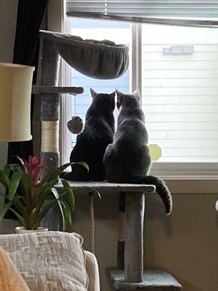 These Two Were Separately Adopted, It Was A Rough Start But It Warms My Heart To See How Close They’ve Become