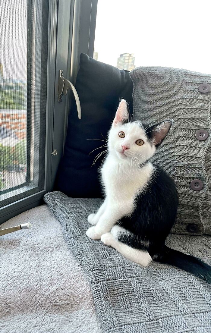 I Adopted This Little Guy Yesterday Morning. He Slept Glued To My Side And Follows Me Everywhere. Even To The Bathroom