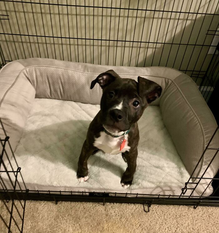 We Adopted This Guy From Our Local Shelter Yesterday