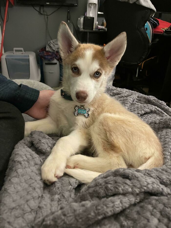 My Fiancé And I Adopted A Baby Husky And We Need Some Advice