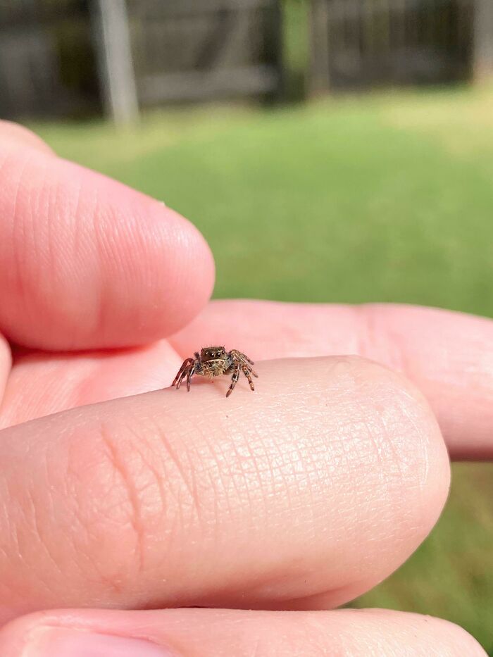 Little Jumping Spood