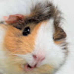 katarinapelosi avatar