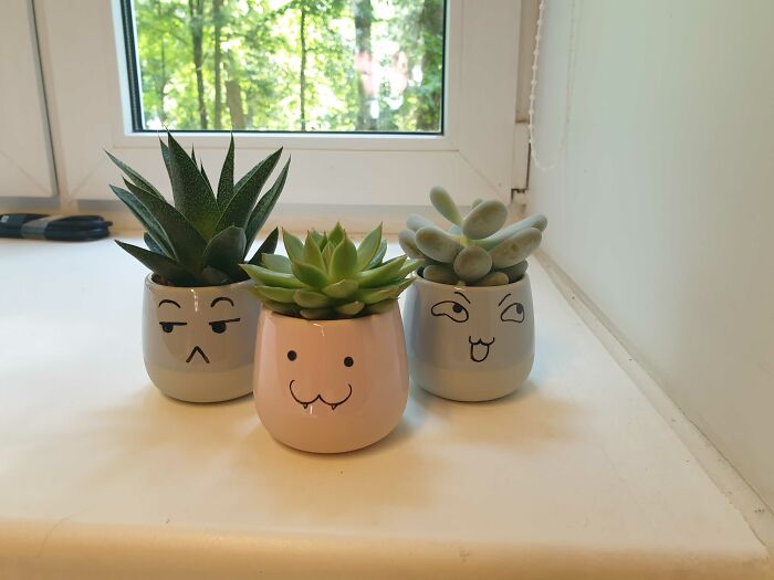 The Plants In My Office