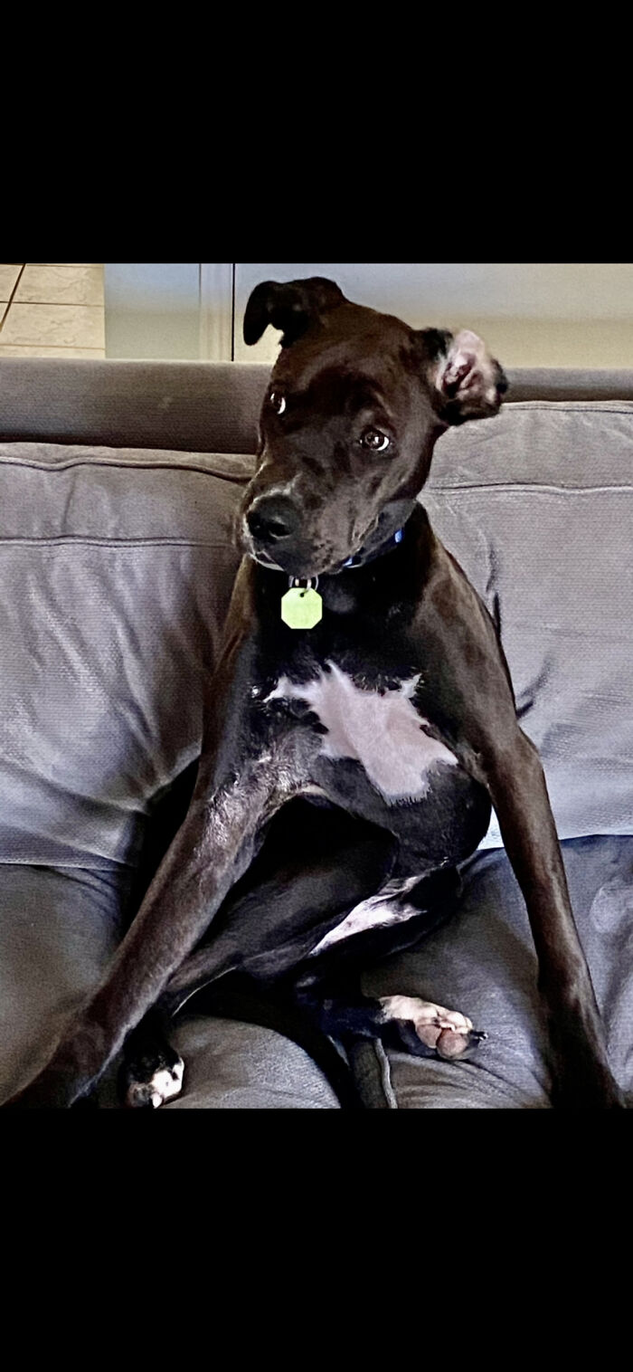 My American Staffy Cross!