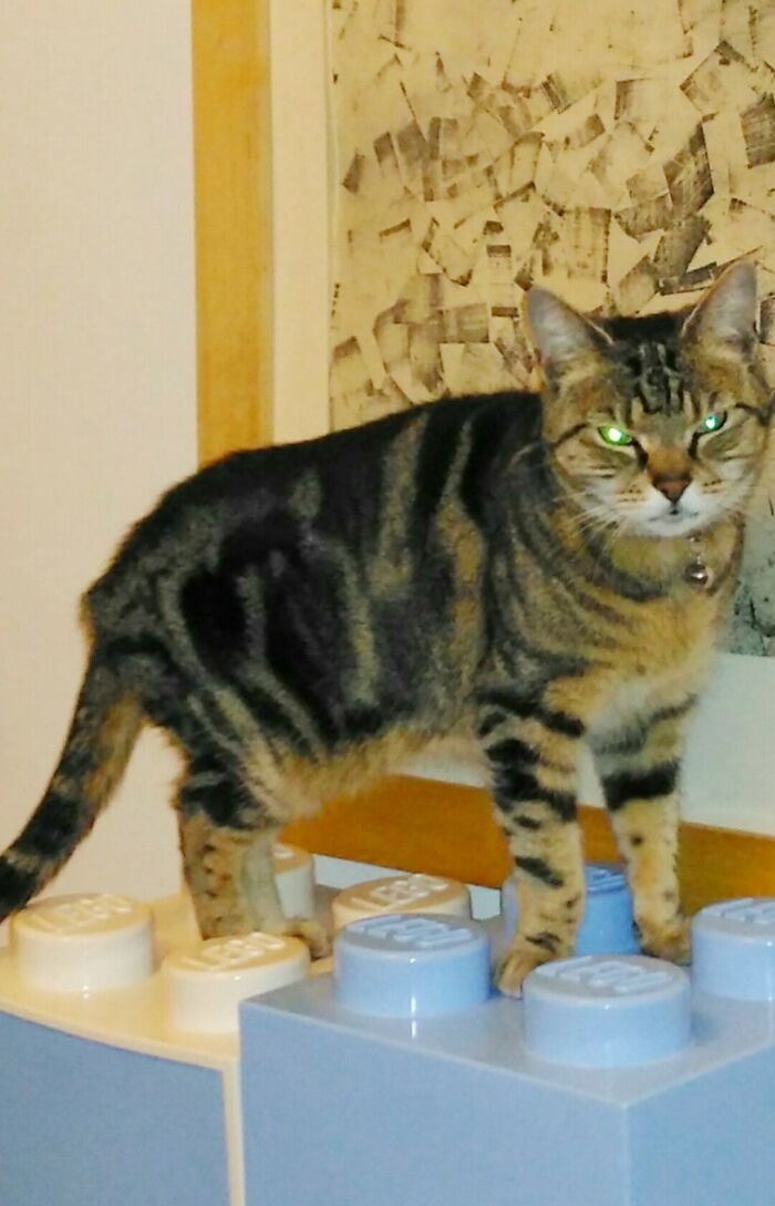 Frosk Who Only Loved Me