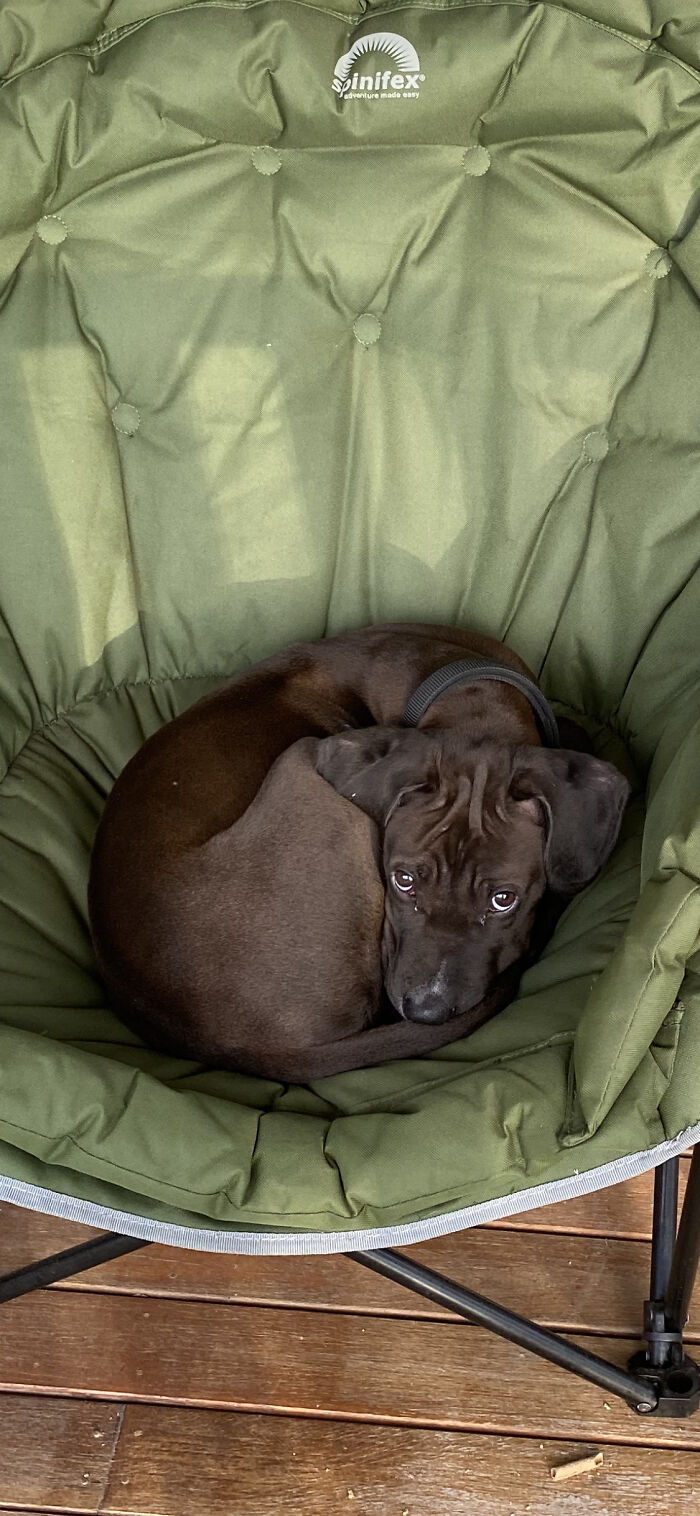 A Chocolate Dog Cob Loaf!