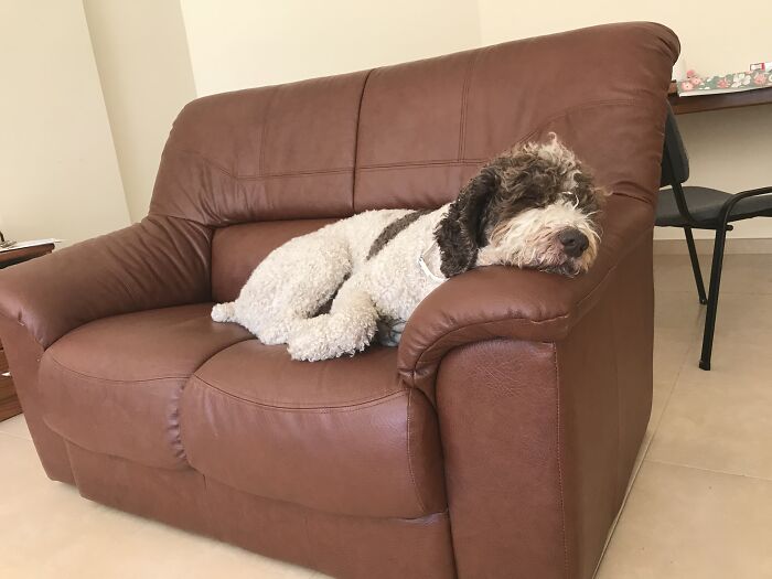 Duncan Sleeping On His Couch