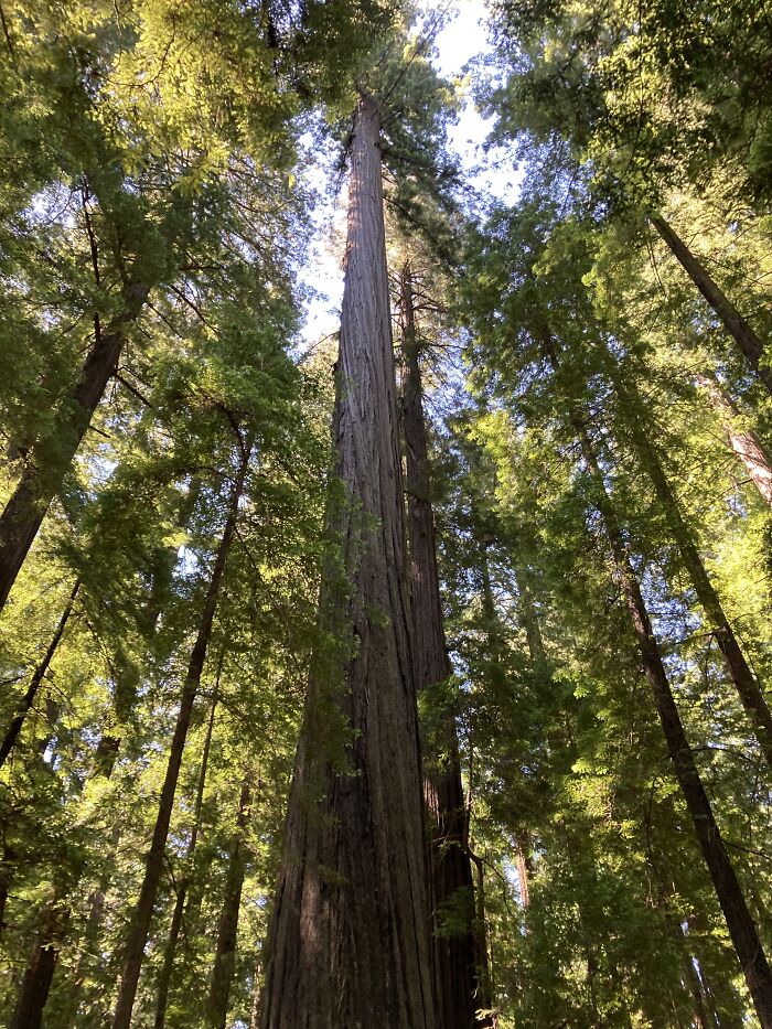 Redwoods