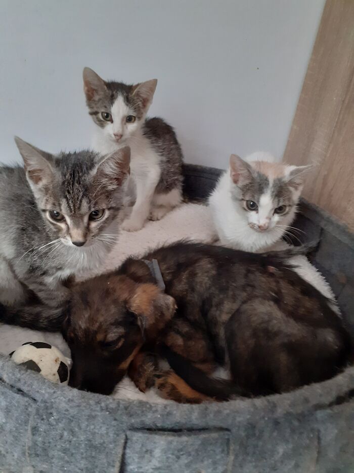 We Are Running Romania's Largest Cat Shelter With 300+ Cats Who Are In Need Of Help Everyday We Are Running Romania's Largest Cat Shelter With 300+ Cats Who Are In Need Of Help Everyday