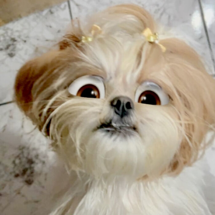 When You Are Eating And The Dog Gives That Look “I Want Too”