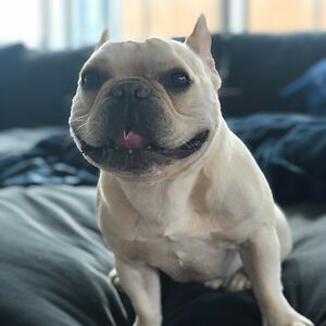 momokonakafuji avatar