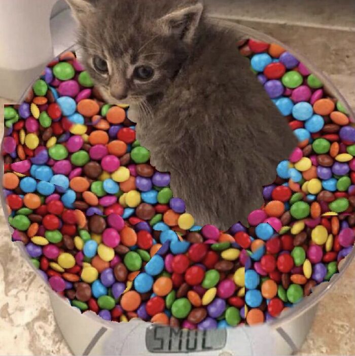 I’m Not Very Good At Photoshop But Here Goes. Smarties Kitty