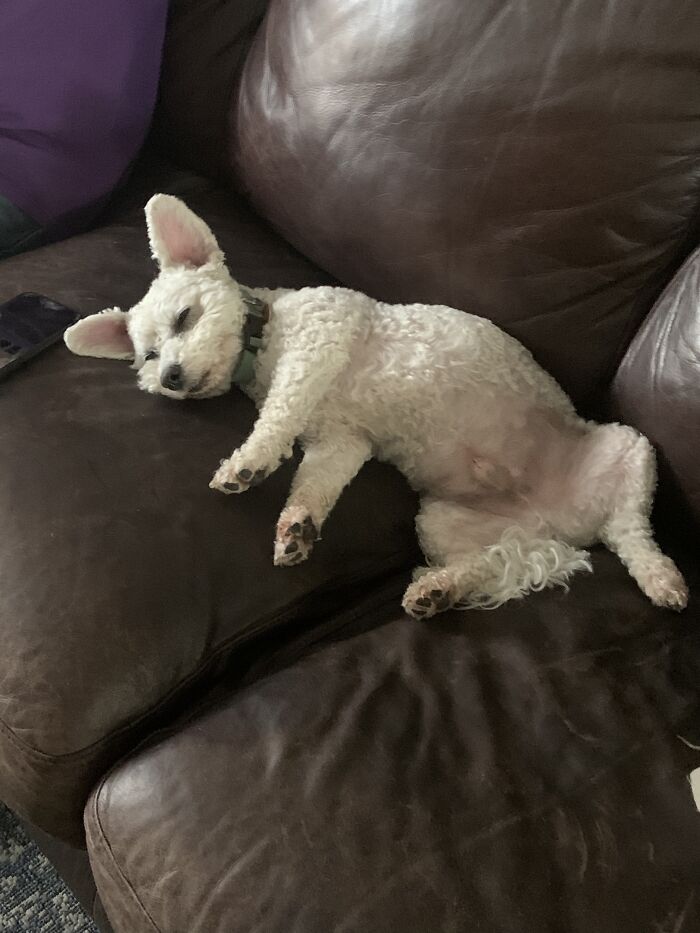 I Think Pez Wins This Challenge