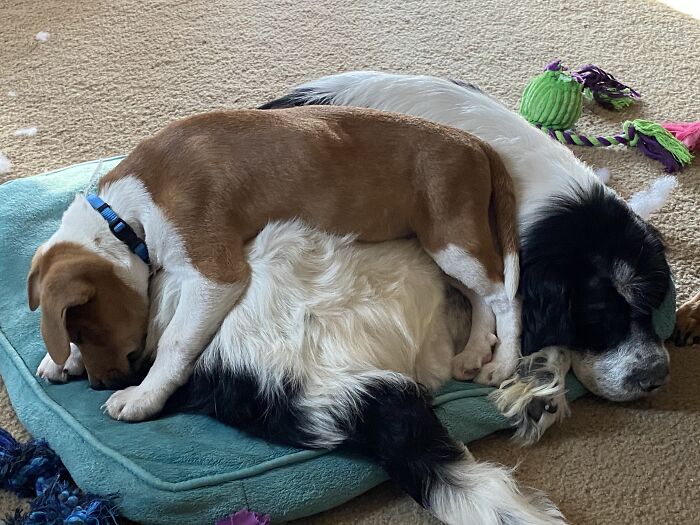 Puppies Gotta Sleep Somewhere.