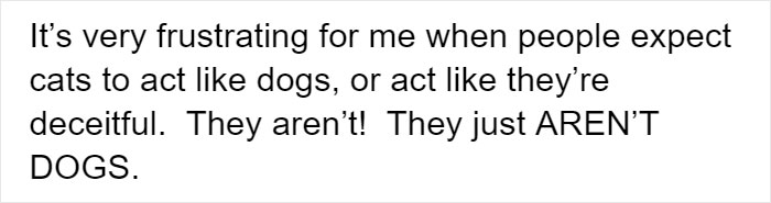 Cat Rescuer Explains How Cat Social Behavior Is Often Misinterpreted By ‘Dog People’