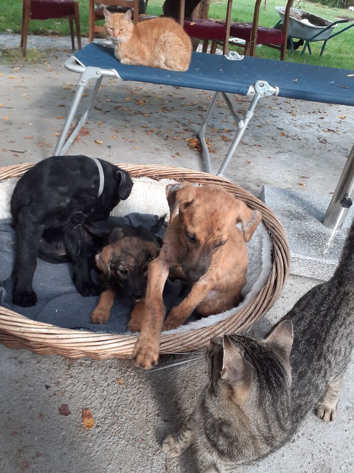 We Are Running Romania's Largest Cat Shelter With 300+ Cats Who Are In Need Of Help Everyday We Are Running Romania's Largest Cat Shelter With 300+ Cats Who Are In Need Of Help Everyday