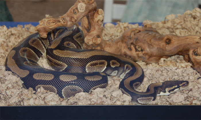 A ball python coiled in a terrarium with wooden branches and textured bedding.