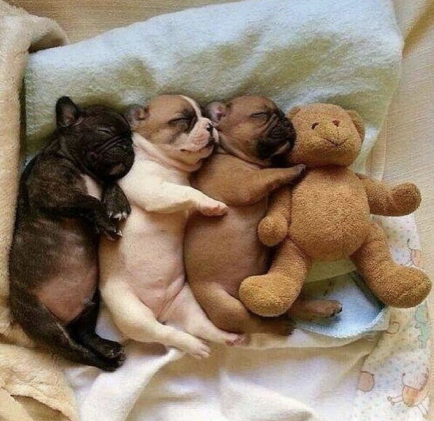 Hey Panda , Post The Sleepy Picture Of Your Pet