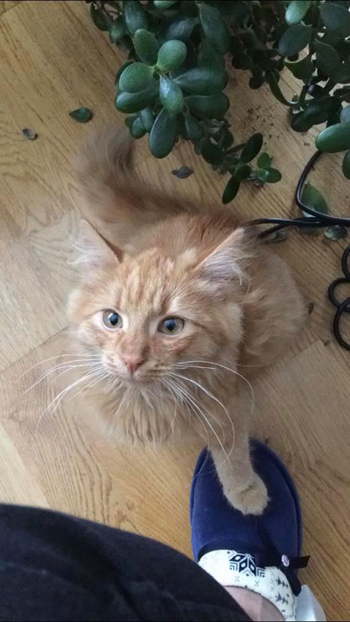 He Posed For A Pic After He Half-Destroyed My Flower-Pot