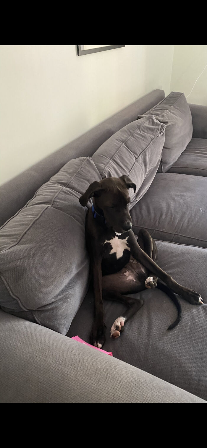 The Way My Dog Sleeps!