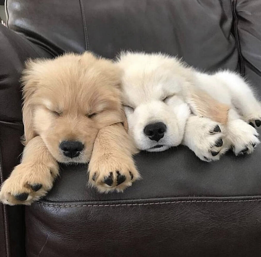 Hey Panda , Post The Sleepy Picture Of Your Pet