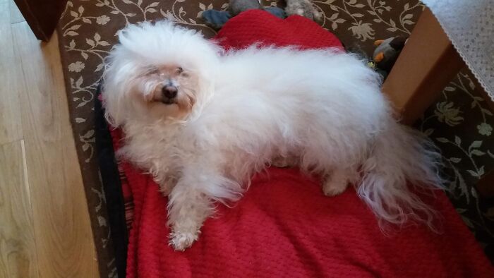 My Really Fluffy Dog!