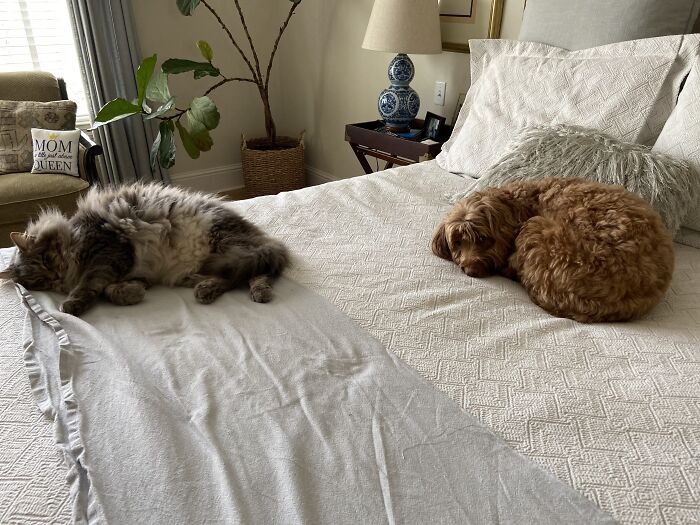 My Babies Love The Bed!