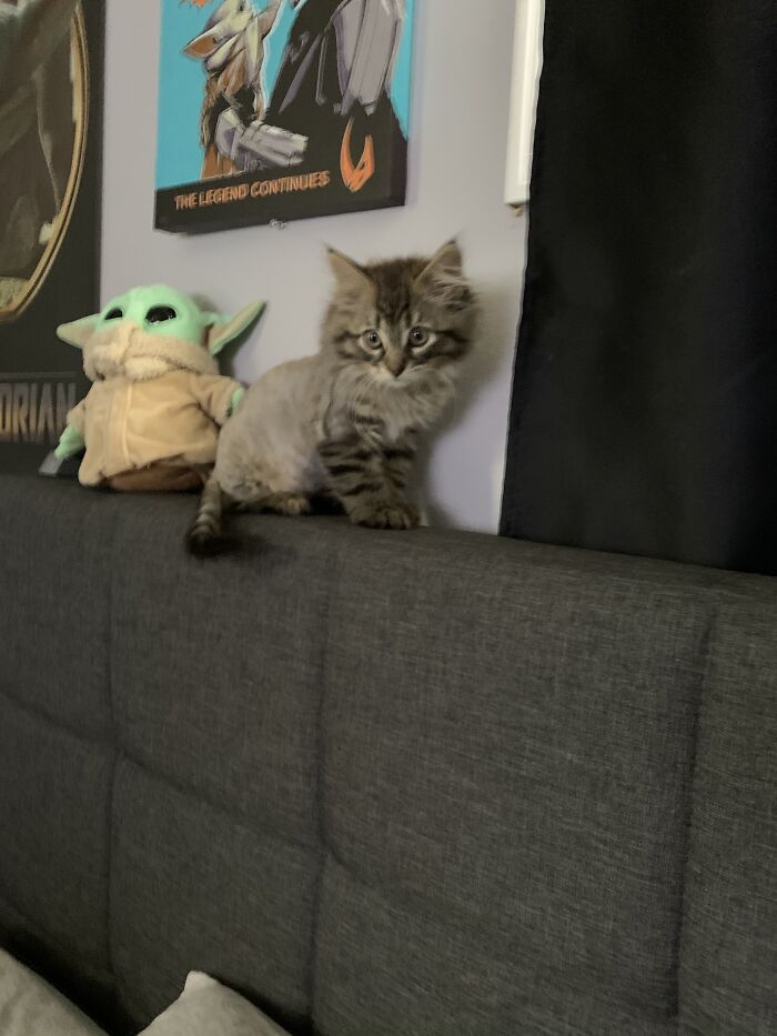 Odin, My Kitten Saved As A Feral With His Best Friend