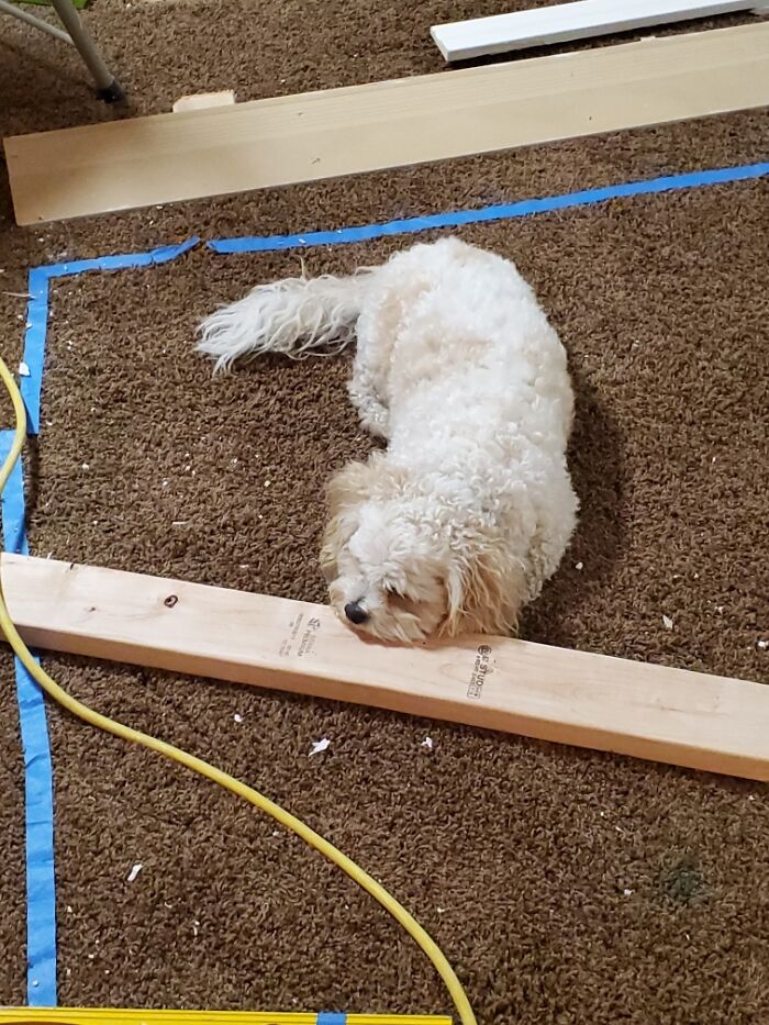 Loaf Sleeping On A 2” 4”