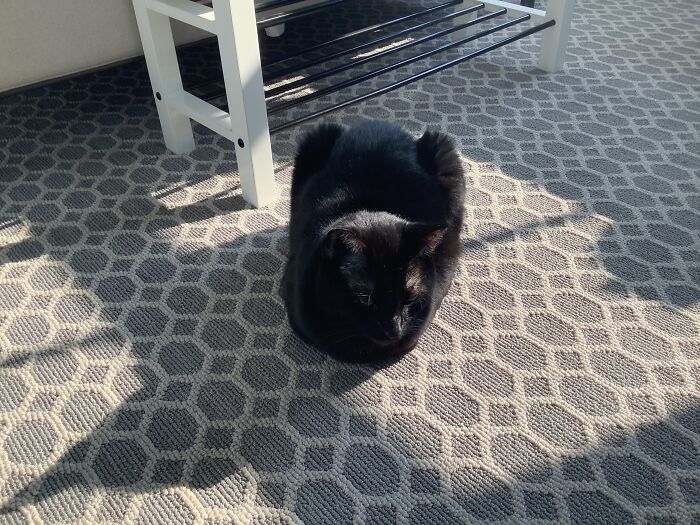 This Is My Majestic Cat Mr. Chow