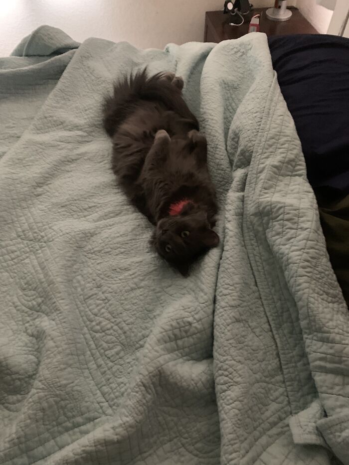 This Is Black Widow, Sweetheart By Day Stalker By Night