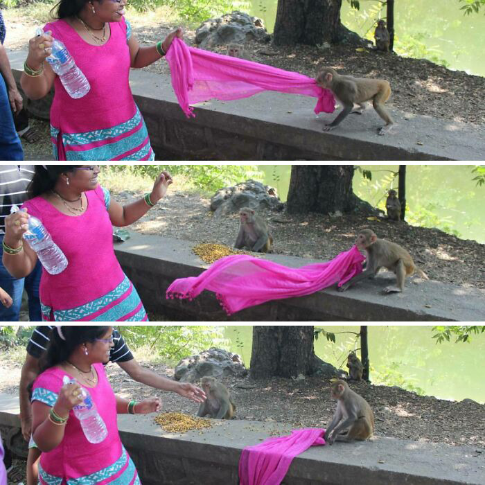 Funny monkeys pulling a pink scarf from a woman holding a water bottle.