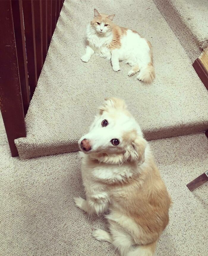 Honey Finally Has A Twin