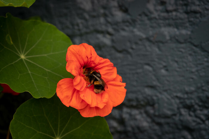Bumblebee Working - North West Tasmania