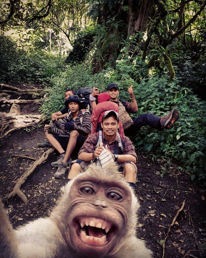 Smiling monkey taking a selfie with a group of hikers in a lush forest.