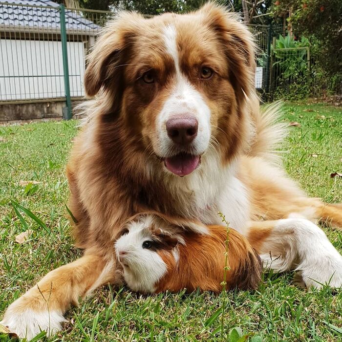 When Your Guinea Pig Blends Into Your Chest Floof