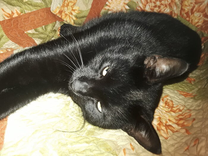 One Of My Beautiful Boys... Meet Bramble, Looking Autumnal