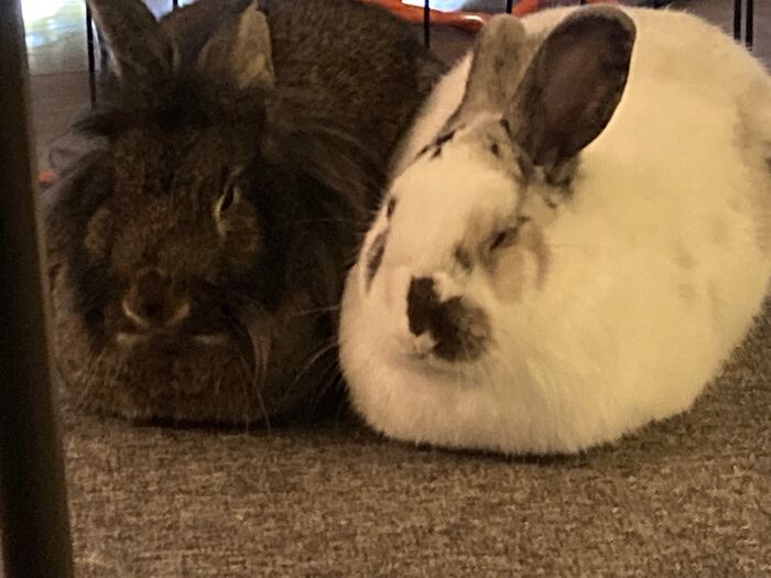 Bunnies Are The True Master Loafers