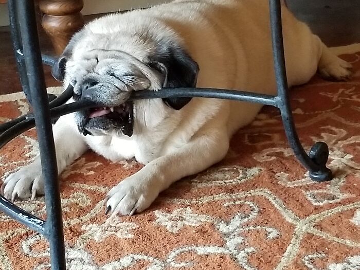 Ya Missed The Chin Rest, Bubba