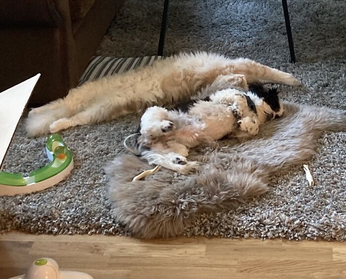 Flexington And Dizzy