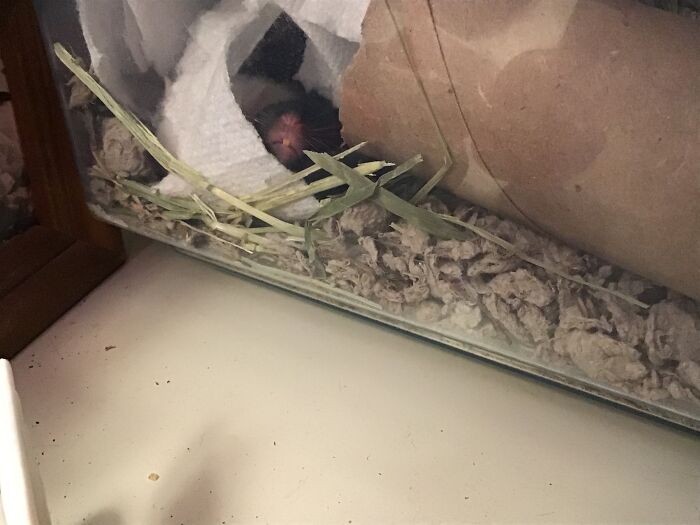 She Was Sleeping With Her Teeth Against The Glass. I Couldn’t Help Taking A Picture.