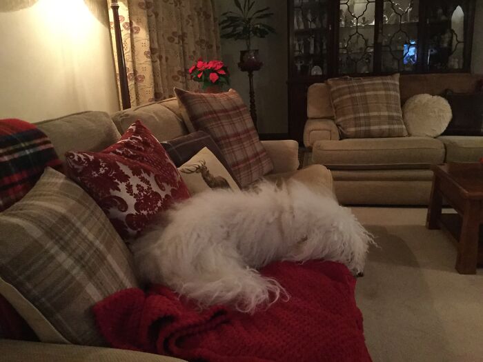 My Furball Pup Fast Asleep 😍