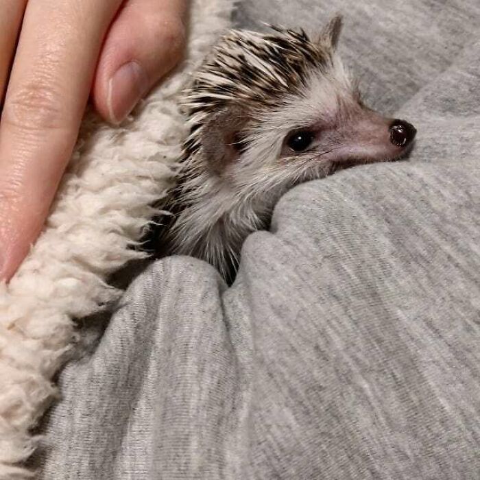 I Like Sleeping In Pockets