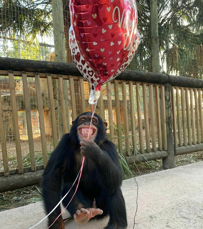 A funny monkey grinning and holding a red heart-shaped balloon in a zoo setting.