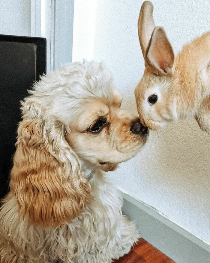 I Got To Meet My Cousin Cheerios Last Weekend. We Have Matching Fur