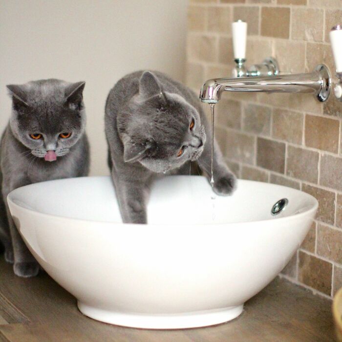 Morning Bathroom Queue In Our House