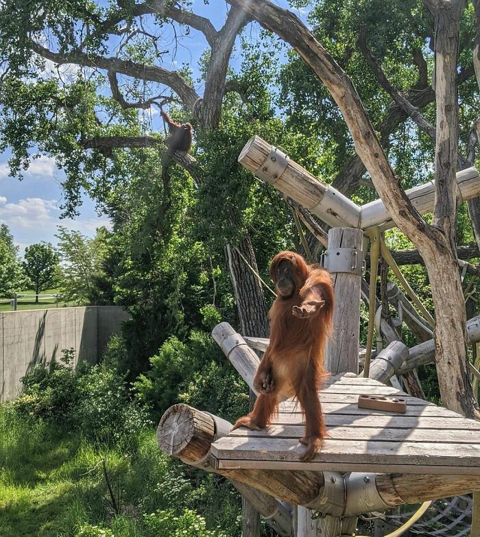 An orangutan extends an arm playfully on a wooden platform, with trees and another monkey in the background.