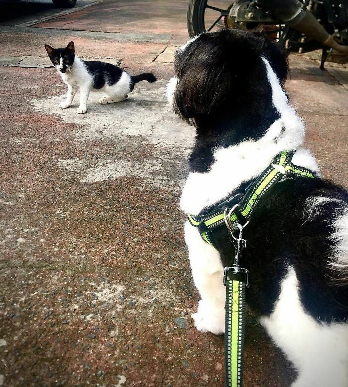 Mummy, Do I Have A Twin?