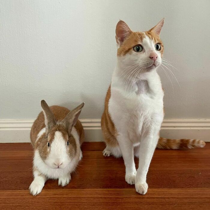 Treat Hunters - If We Combine Our Cuteness Powers, The Chance Of Being Given A Treat Is Greater